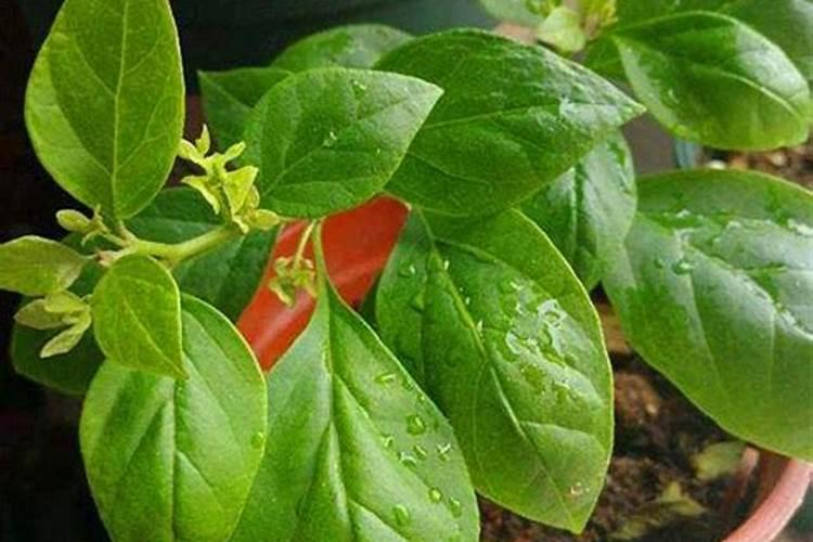 冬大棚芸豆定植后怎样管理