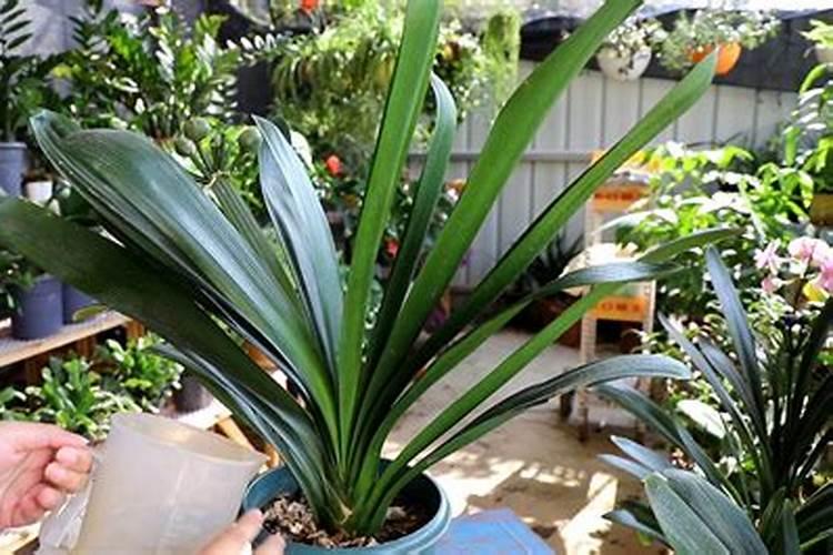 怎么让君子兰快速抽箭