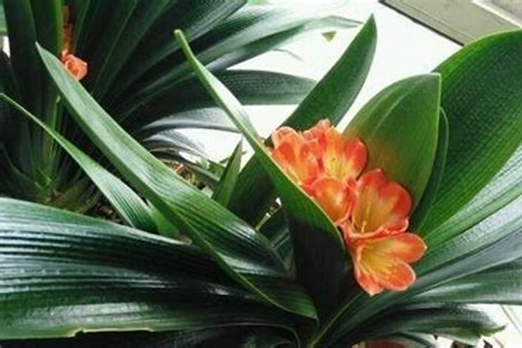 君子兰刚抽箭的时候怎样养护