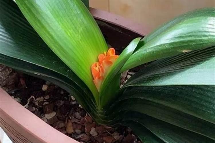 君子兰夹箭后能不能再施肥？