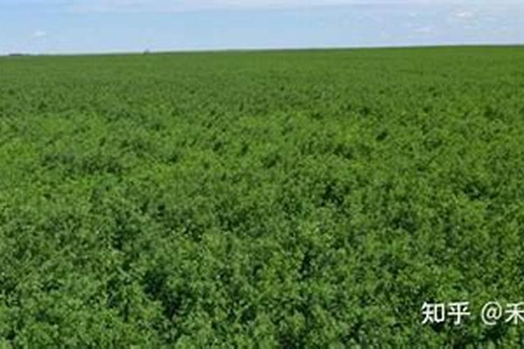 苜蓿草的种植方法