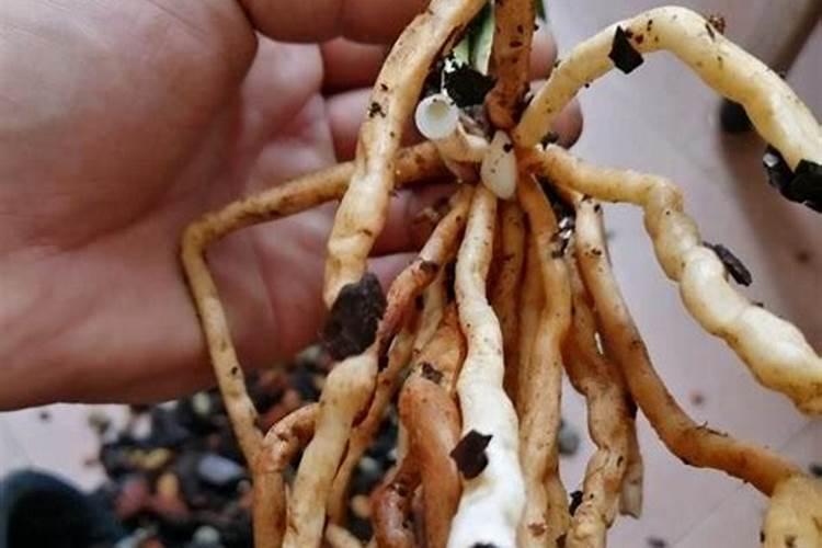 磷和钾元素对花卉生长有什么作用？