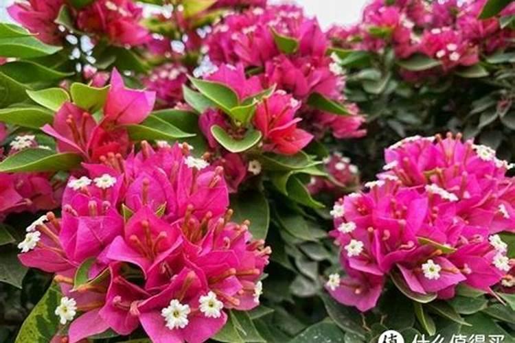 三角梅用什么肥料开花