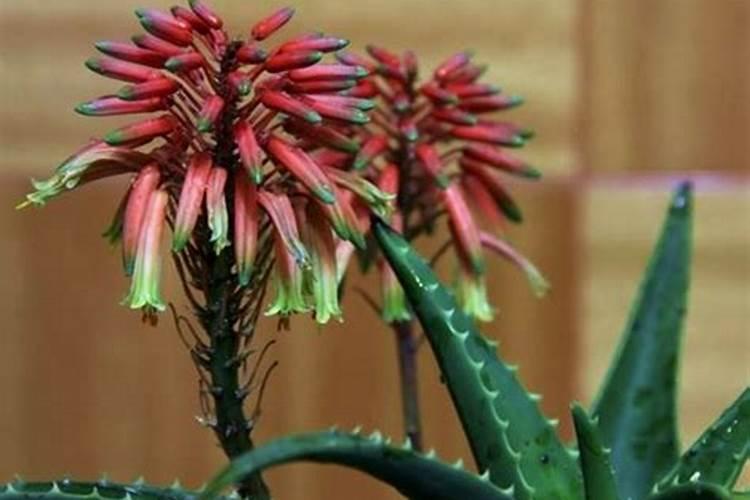 芦荟该施什么肥料