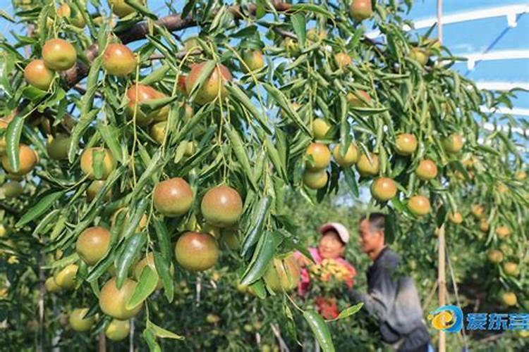 冬枣怎样由黄变红