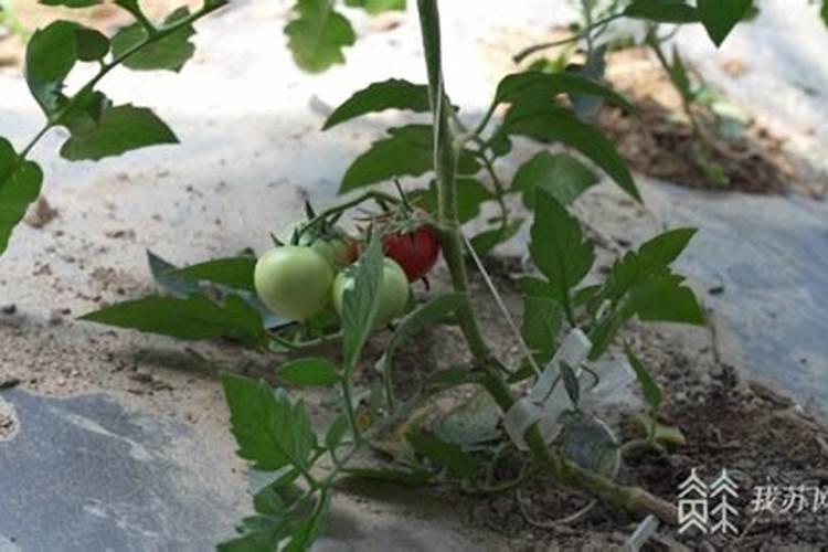 硼酸杀蚂蚁的方法真的管用吗