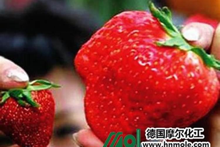 肥儿茶的功效与作用