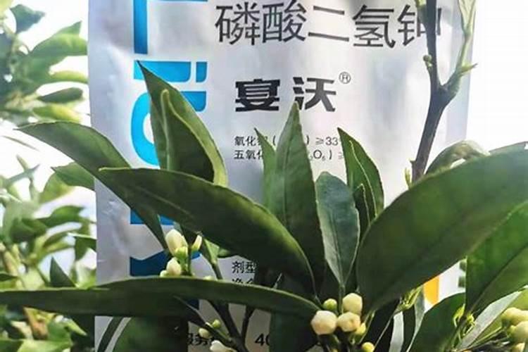 氮磷钾养花怎么用效果最好