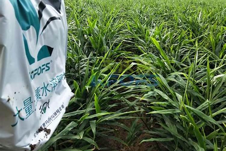 多菌灵可以浇兰花吗