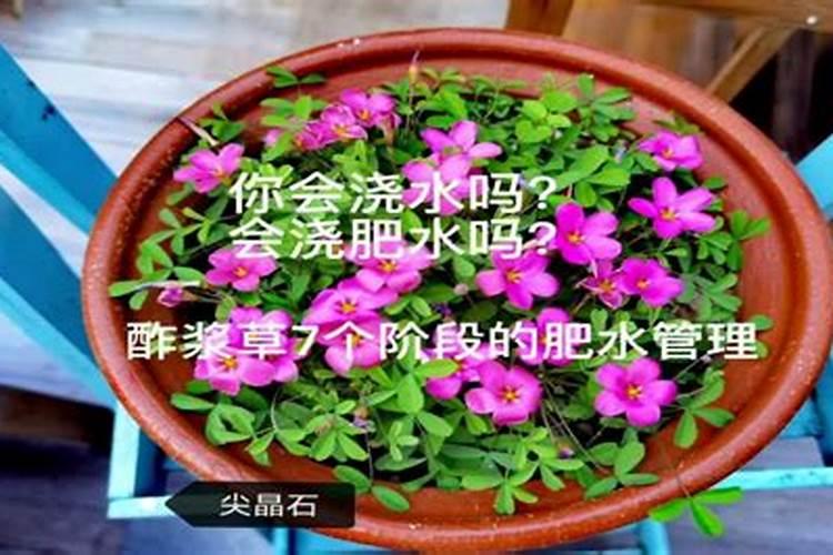 请问专家花菜叶子发黄是什么原因
