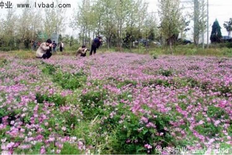 芒果用什么药催花整齐