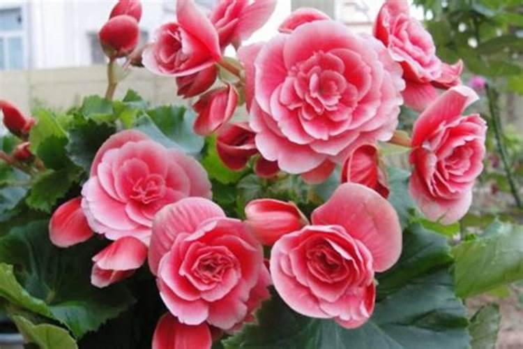 丽格海棠开花能施肥吗