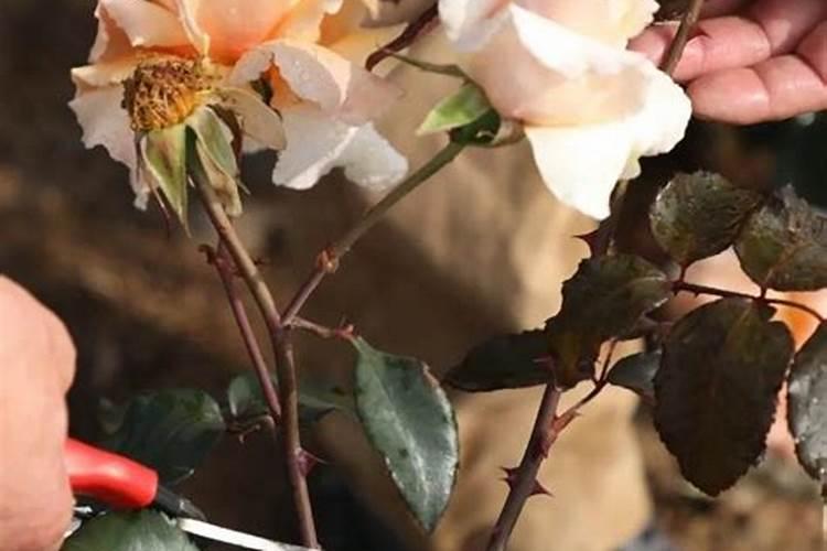 月季花的施肥方法及使什么肥