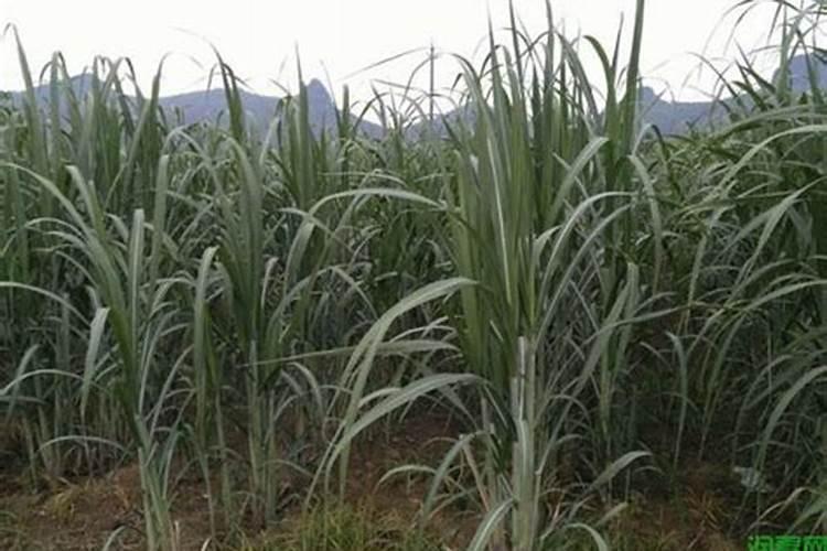 脐橙红蜘蛛用什么药