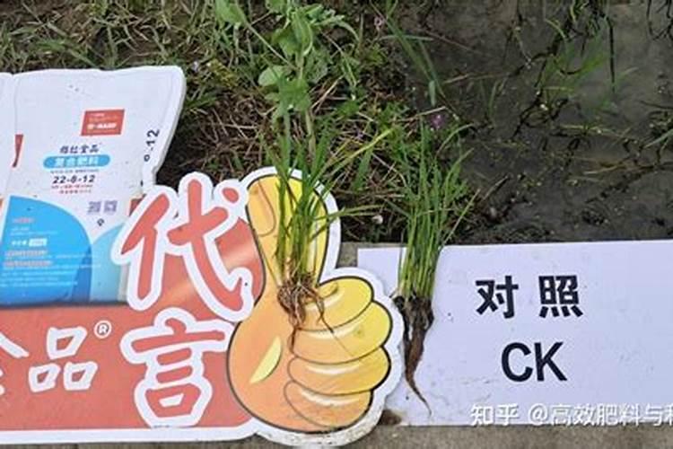 农田改造了种水稻底肥要放多少？