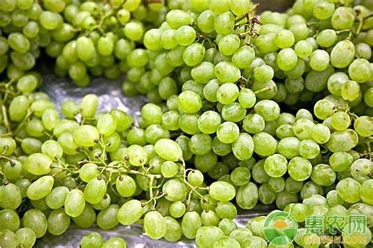 大蒜叶子尖黄要打什么药