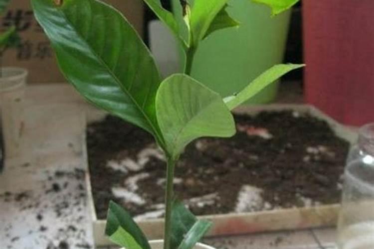 无限极润和和红果可以加在大麦茶里喝吗