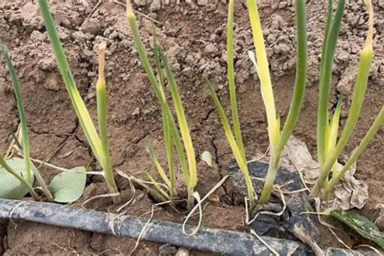 吊兰用什么肥料最好