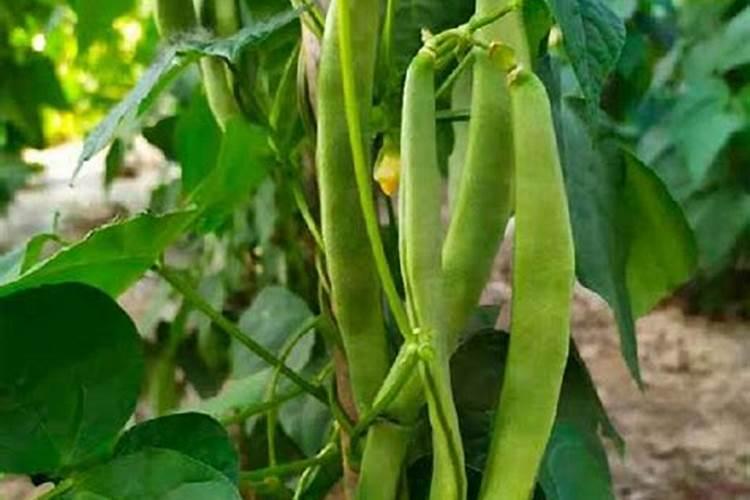 硅肥多少钱一吨