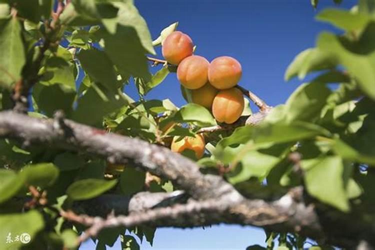 杏树冬季施肥的最佳时机