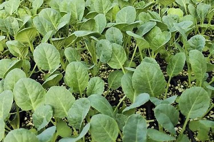 甘蓝菜的施肥方法