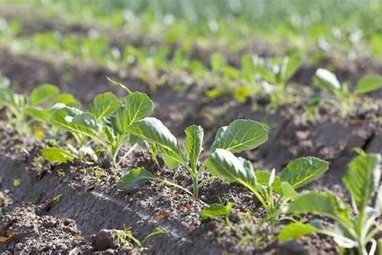 甘蓝用什么水溶肥料好？