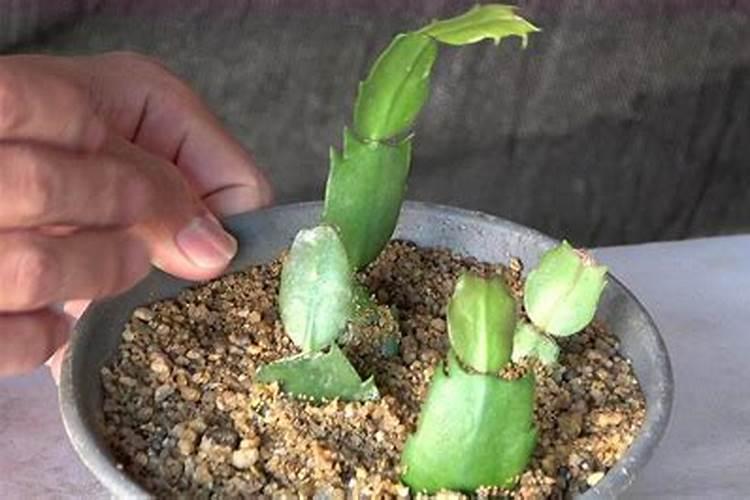 蟹爪兰刚扦插期间需要浇水吗