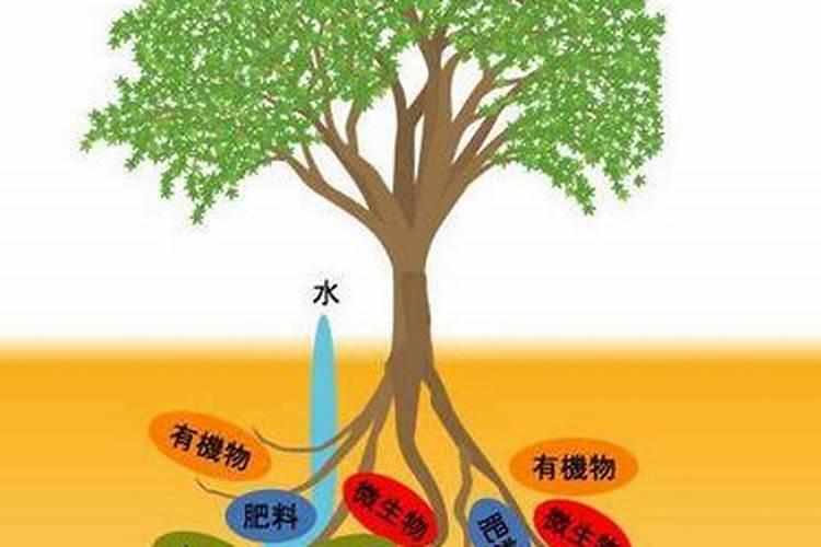 植物是如何吸收肥料的？