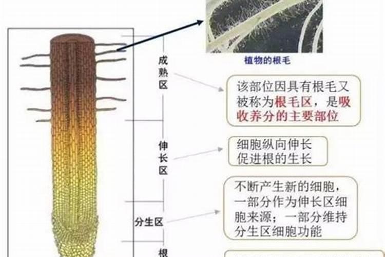 植物是怎么吸收肥料的呢