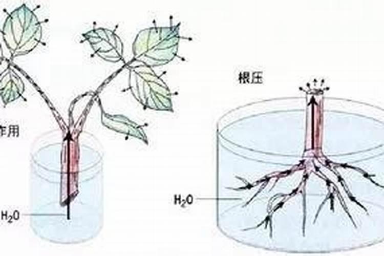 植物是如何吸收肥料的？