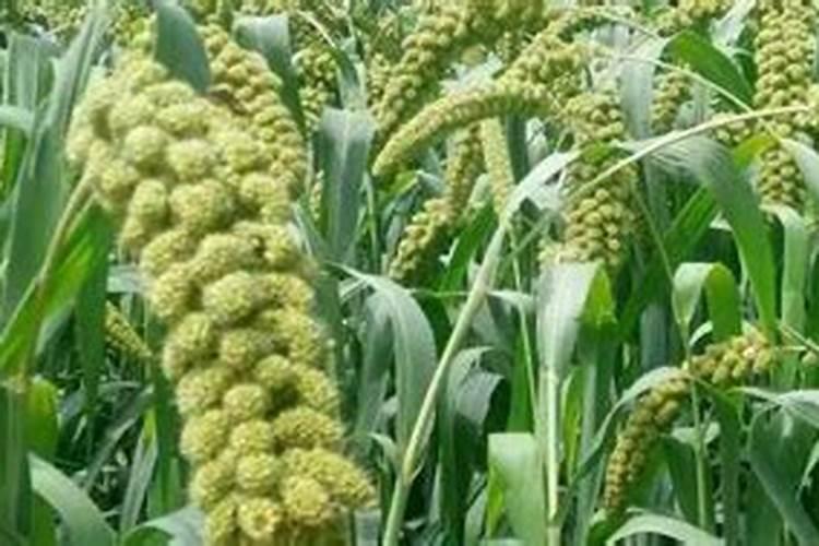 谷子追肥用的肥料配比 高产施肥技巧