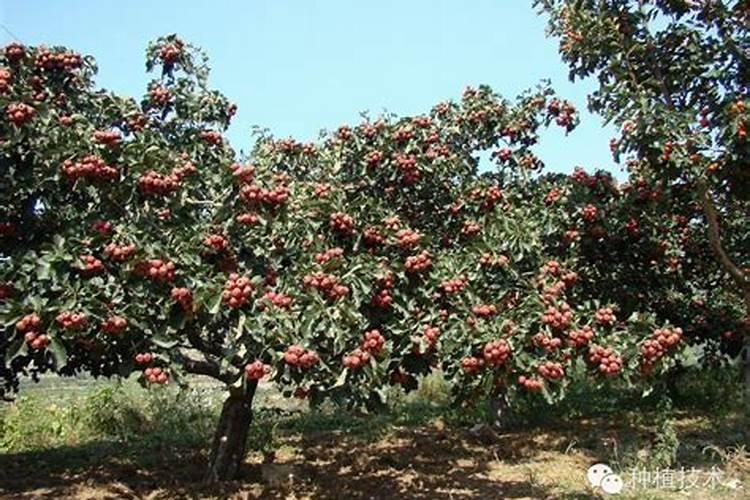 蓬莱有什么特产