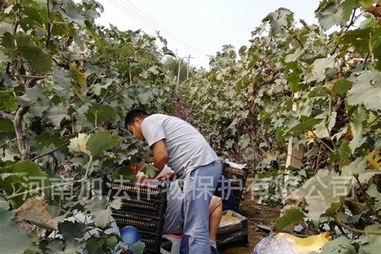 钙镁磷肥料的作用与功效