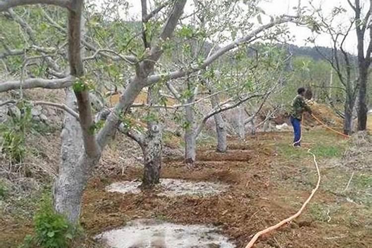 施肥后能不能马上浇水 什么时候浇水合适