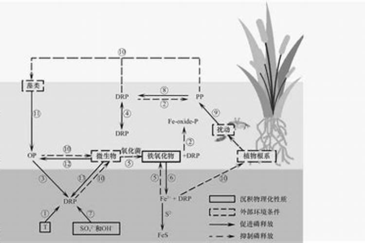 铁树用什么肥料