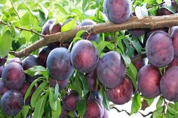 脆红李用什么肥料最好