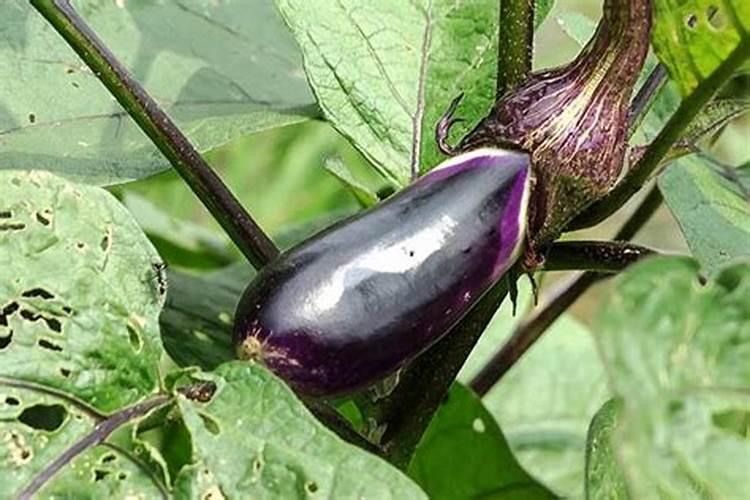 茄子用什么叶面肥好？茄子追肥用什么肥料好？茄子叶面肥喷昆仑风