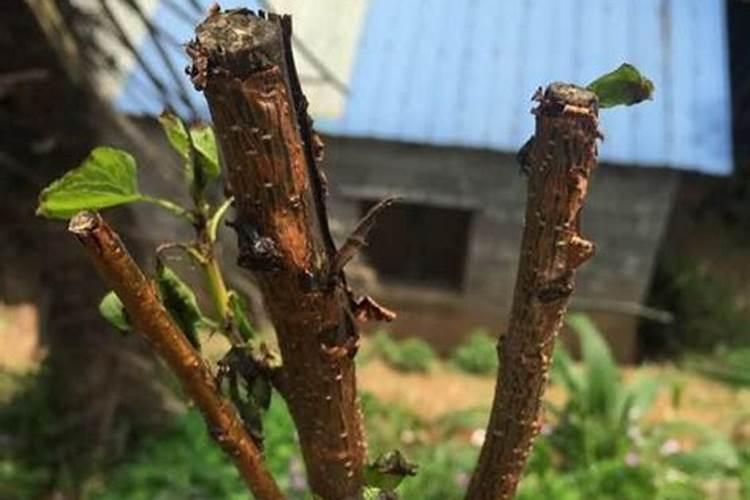 喷施什么叶面肥能促进枣树多开花,提高坐果率