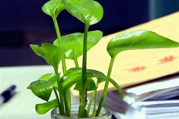 农作物冬季如何防寒？有哪些防冻的技术措施？