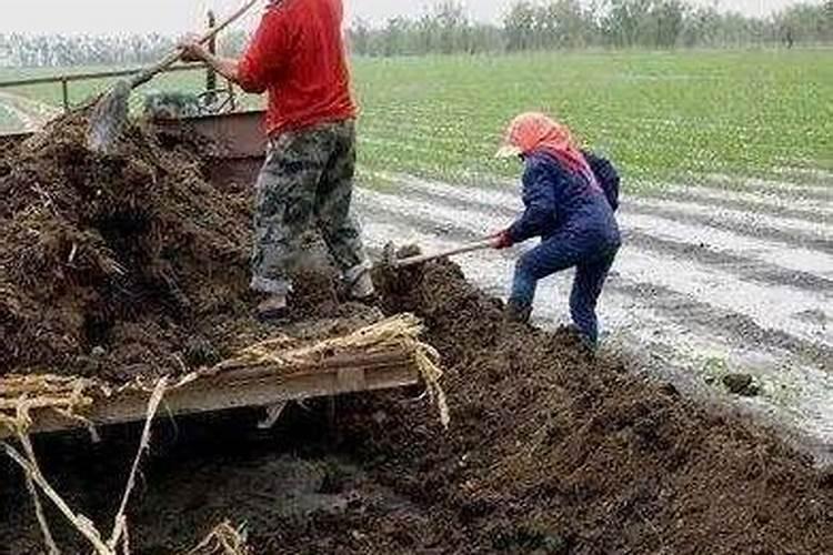 试述砂土和粘土的肥力特征,并据此分析砂土和粘土的管理要点。百度知 ...