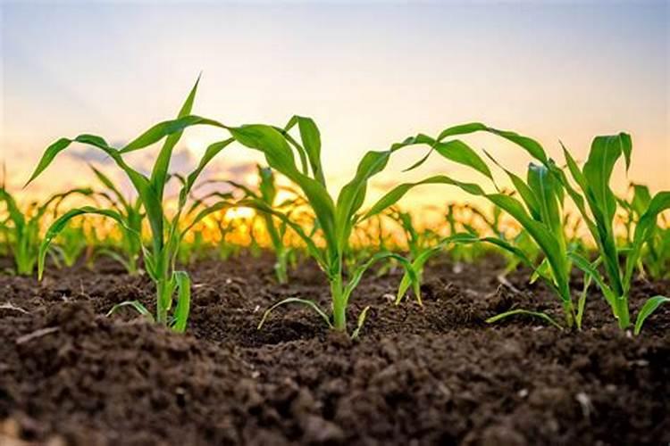 玉米后期追什么肥料好