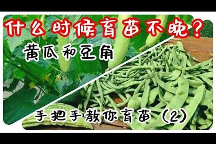 白不老豆角什么时候施肥最好