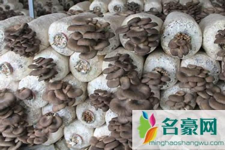 玉米底肥氮磷钾最佳配方