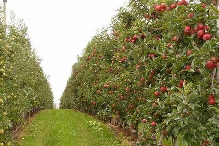 山楂不红怎么办呢