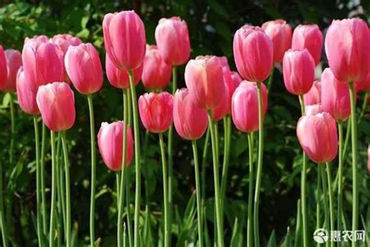 郁金香开花期间需要施肥吗