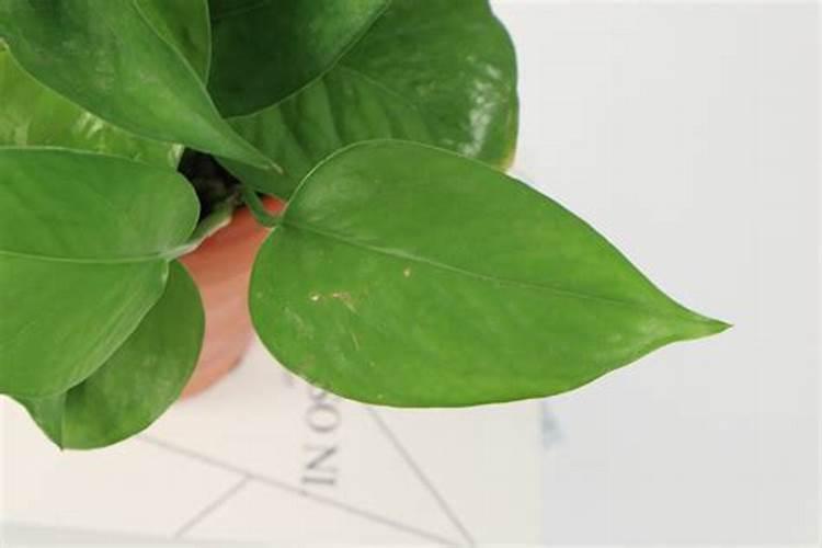 绿萝叶面施肥用什么