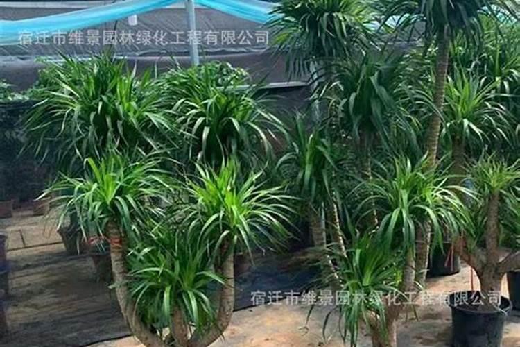 龙须树的施什么肥料