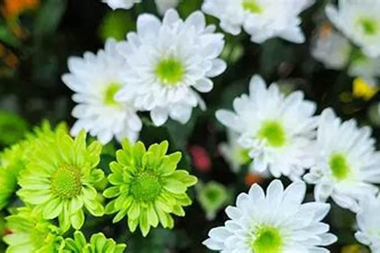 西红柿的整个生育期的管理和病虫防治？