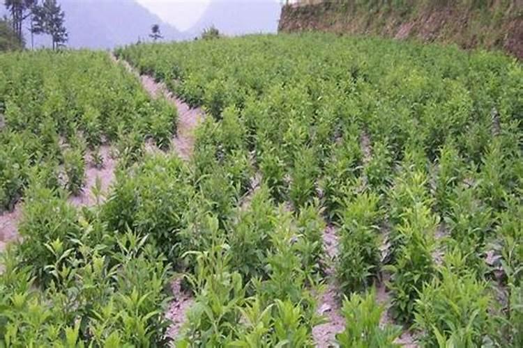 白术种植技术与栽培管理 白术和苍术的区别