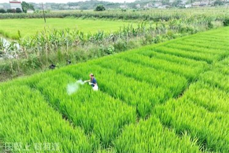 丙酰芸苔素内酯作用特点是什么？